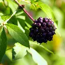 ginseng sibérien.webp