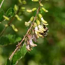 astragalus membranaceus.webp