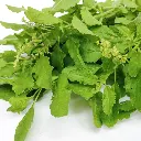 basilic sacré (1).webp