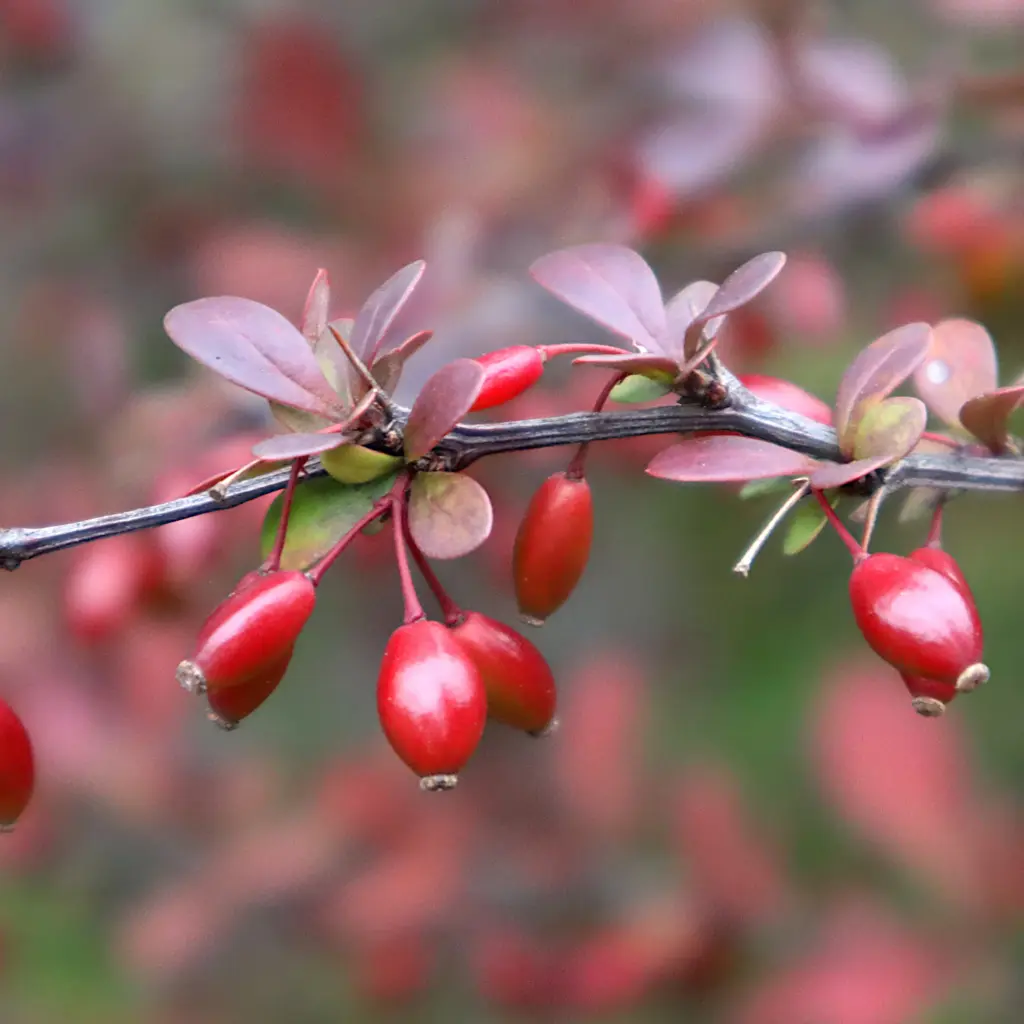 Berberis Aristata .webp