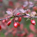Berberis Aristata .webp