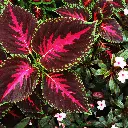 Coleus Forskohlii.webp
