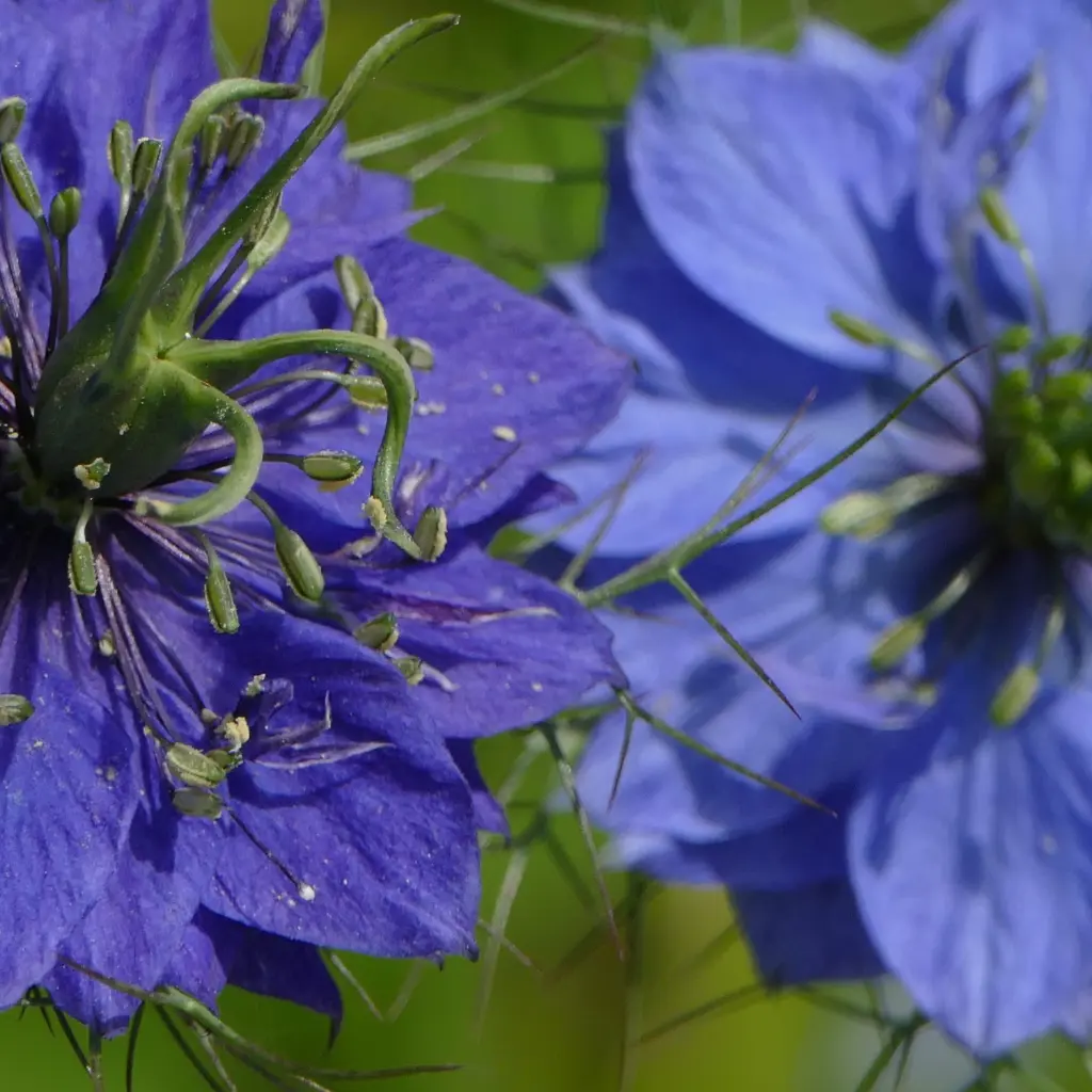 Nigelle.webp