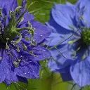 Nigelle.webp