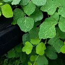 Kudzu.webp
