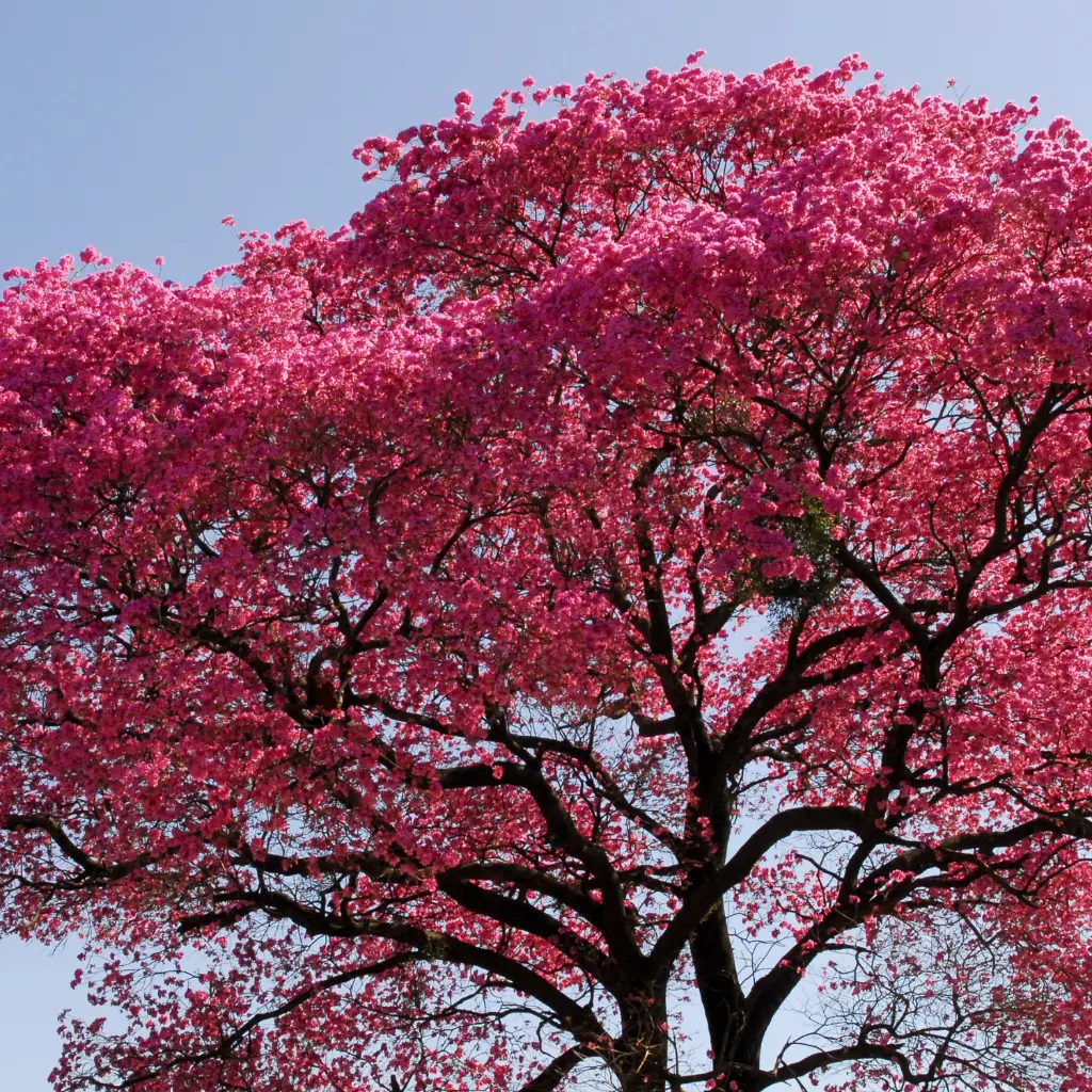 Lapacho.webp