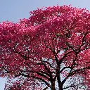 Lapacho.webp