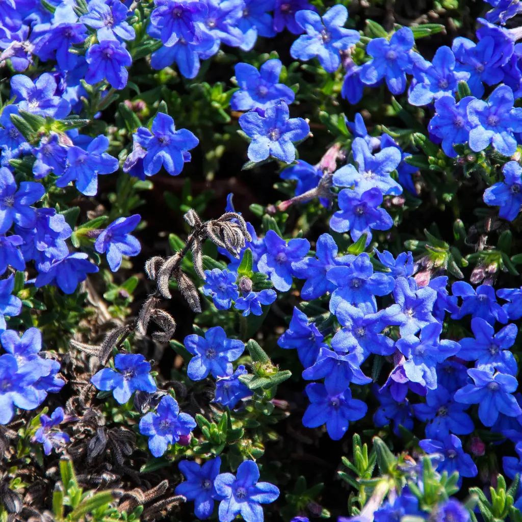 Lithospermum.webp