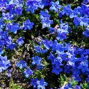 Lithospermum.webp