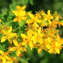 Millepertuis .webp