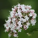 Valériane.webp