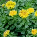 rhodolia rosea.webp