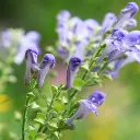 Scutellaria .webp