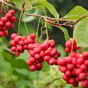 baies de schisandra.webp